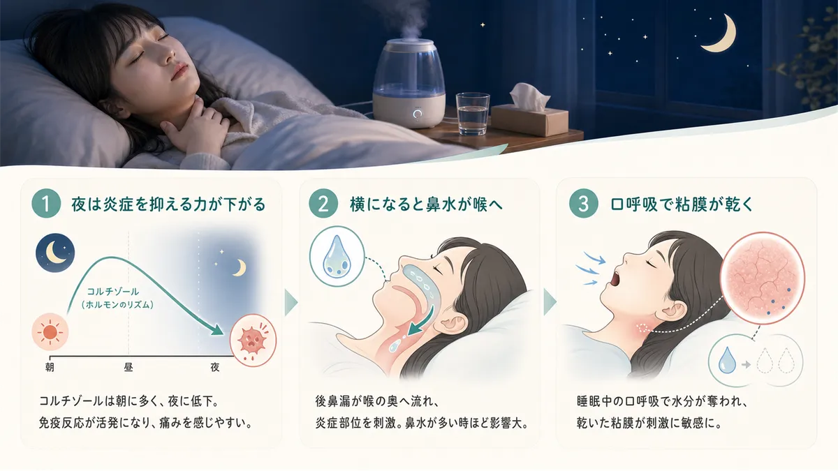 炎症を抑えるホルモンが夜に減ること、横になると鼻水が喉に流れ落ちること、口呼吸で粘膜が乾燥することを解説します。