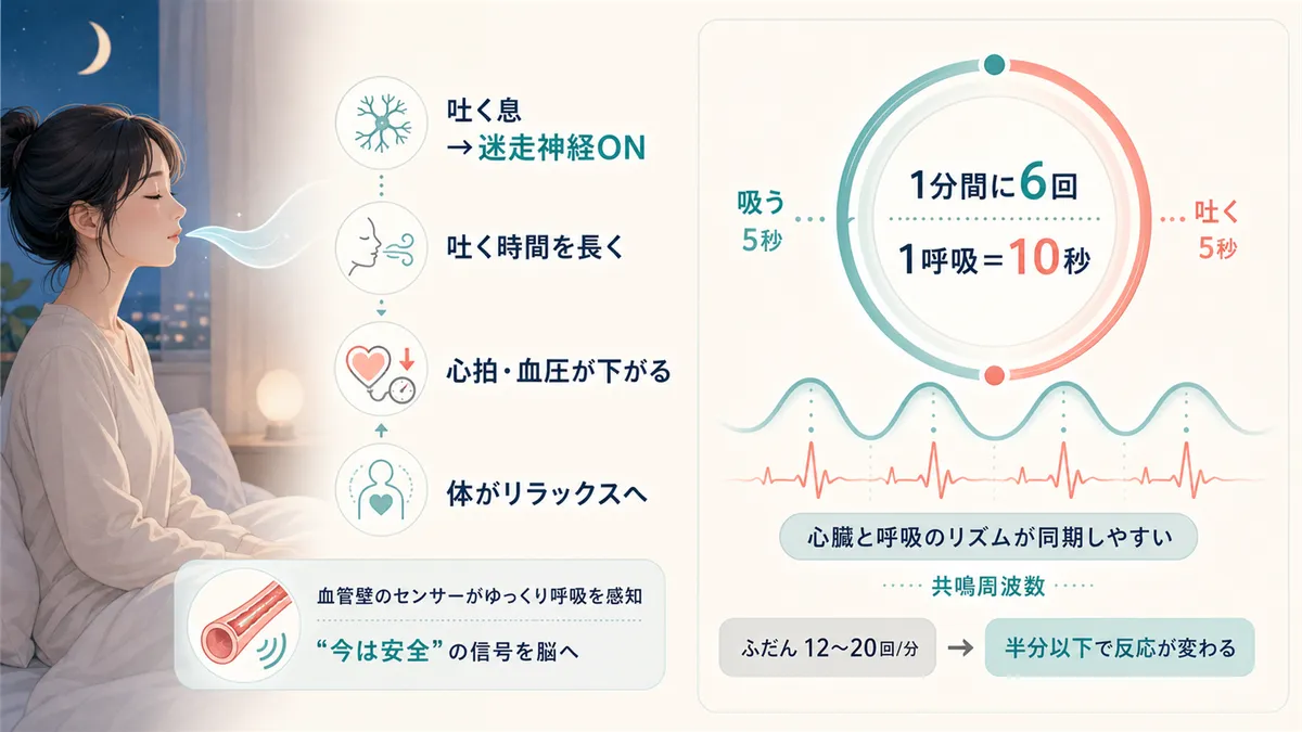 吐く息が迷走神経のスイッチを入れることや、1分間6回のゆっくり呼吸が最もリラックスさせる理由を解説します。
