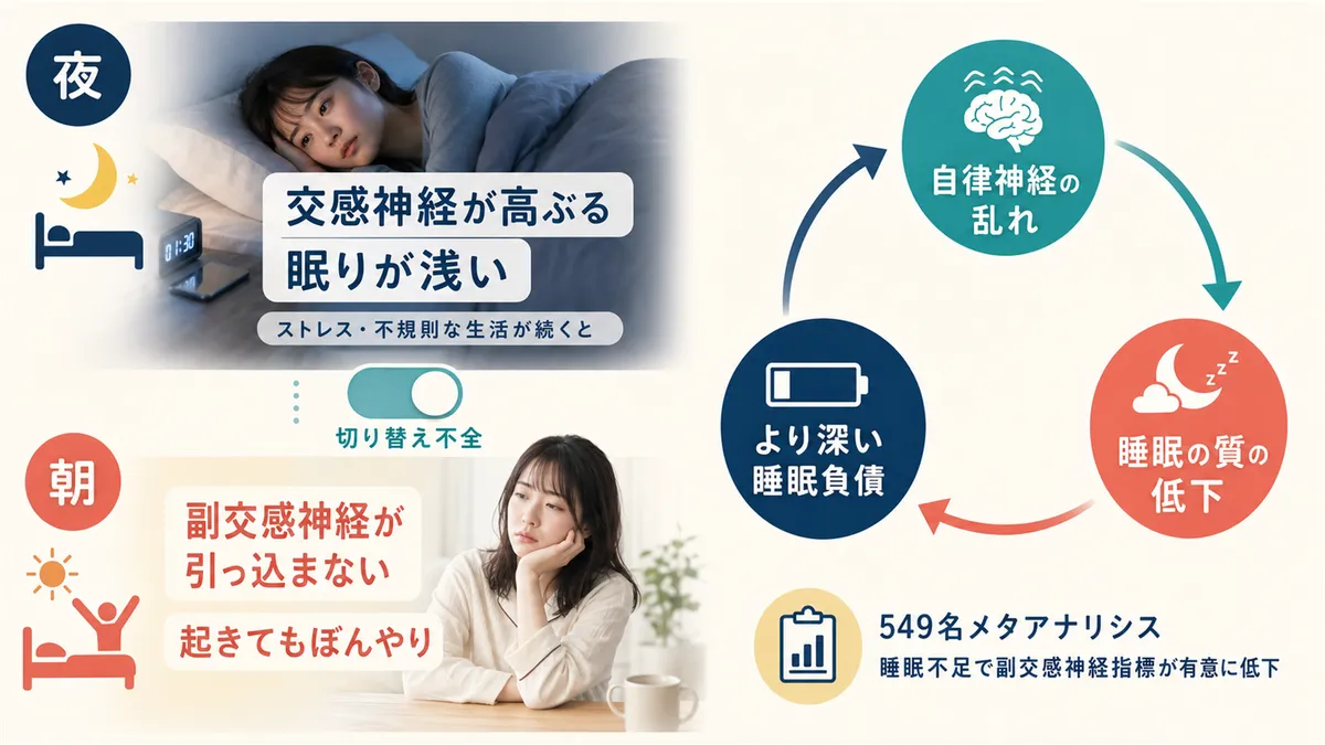 交感神経と副交感神経の切り替え不全や、睡眠不足が自律神経バランスをさらに崩す悪循環を解説します。