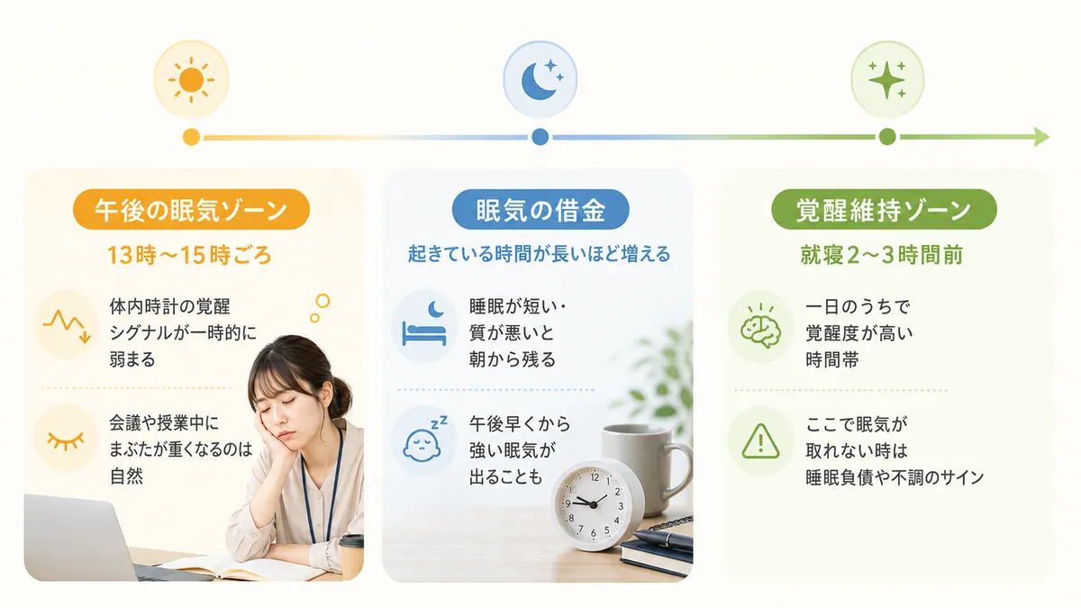 体内時計が作る「午後の眠気ゾーン」、起きている時間が長いほど増える「眠気の借金」、そして覚醒維持ゾーンがうまく働いている人は夕方に眠くならない仕組みを解説します。