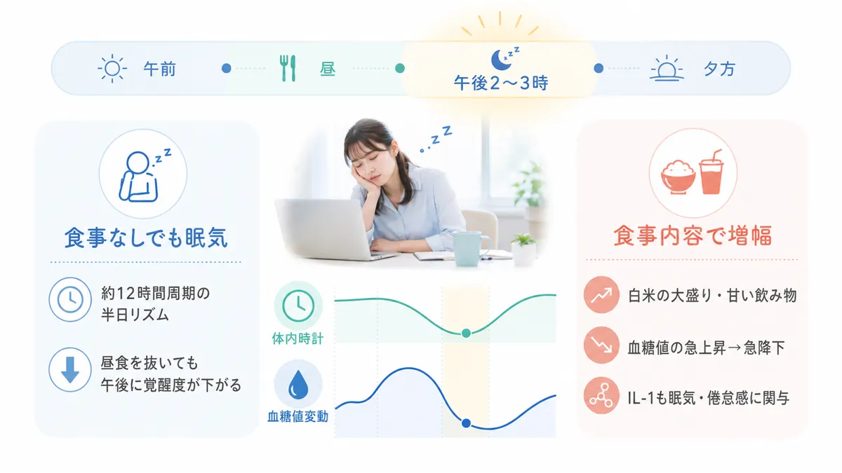 食事をしなくても午後は眠くなることが研究で確認されている一方、食事内容が午後の眠気を増幅させることもあるメカニズムを紹介します。