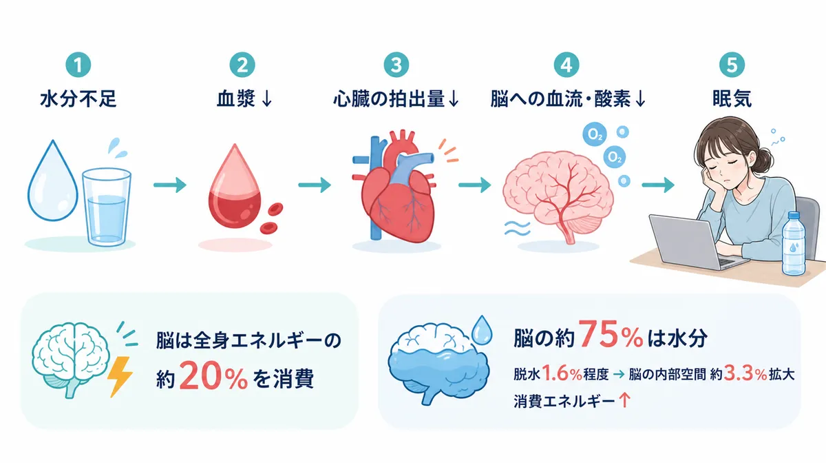 血液が減ると脳に届く酸素も減ること、脳は体で最も水を使う臓器のひとつであることを解説します。
