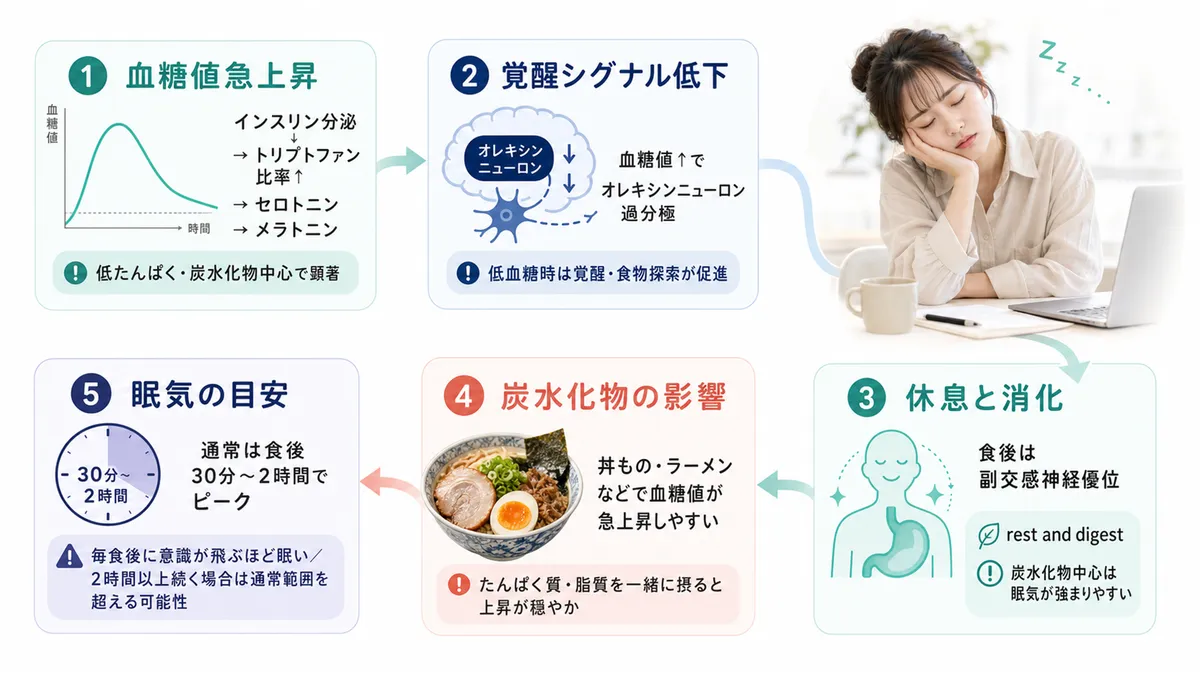 血糖値の急上昇が眠気のスイッチを入れる仕組み、脳の覚醒スイッチが血糖値で弱まること、副交感神経の切り替えや炭水化物の影響、眠気の持続時間について解説します。