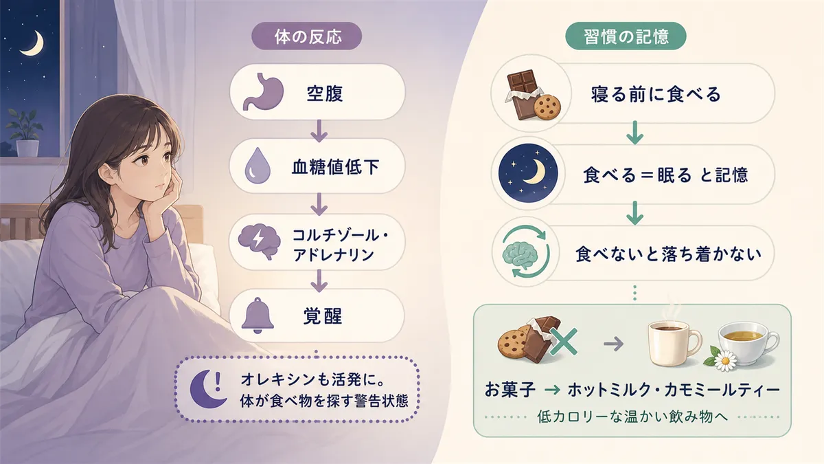 空腹時にストレスホルモンが覚醒を促す仕組みと、寝る前の食事が条件づけになっているケースについて解説します。