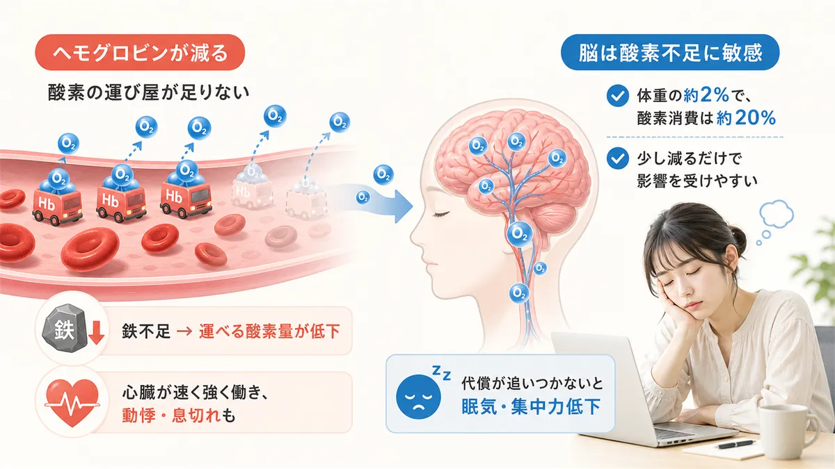 ヘモグロビンが減ると酸素の運び屋が足りなくなること、脳は酸素不足にとても敏感であることを解説します。