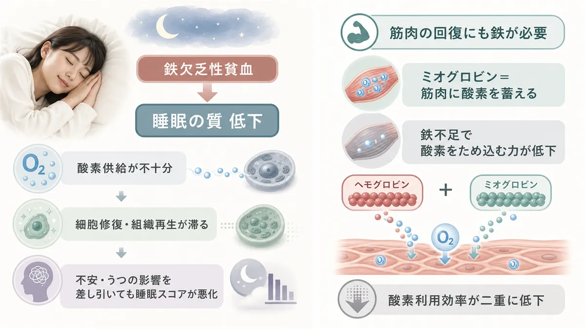 鉄欠乏性貧血の人は睡眠の質が低いこと、筋肉の回復にも鉄が必要であることを解説します。