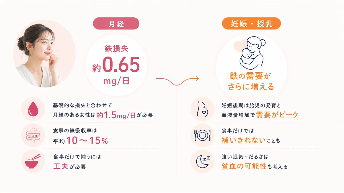 月経で失われる鉄の量が意外に多いこと、妊娠・授乳でさらに鉄の需要が増えることを解説します。