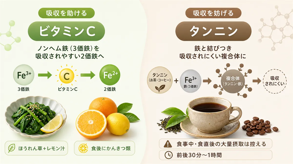 ビタミンCが鉄の吸収を助ける仕組みと、お茶・コーヒーのタンニンと鉄の関係を解説します。