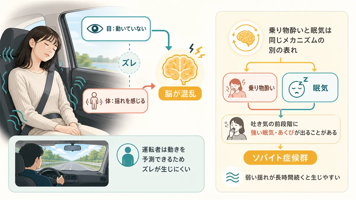 目で見る景色と体の揺れがズレると脳が混乱すること、乗り物酔いと眠気は同じメカニズムの別の表れであることを解説します。