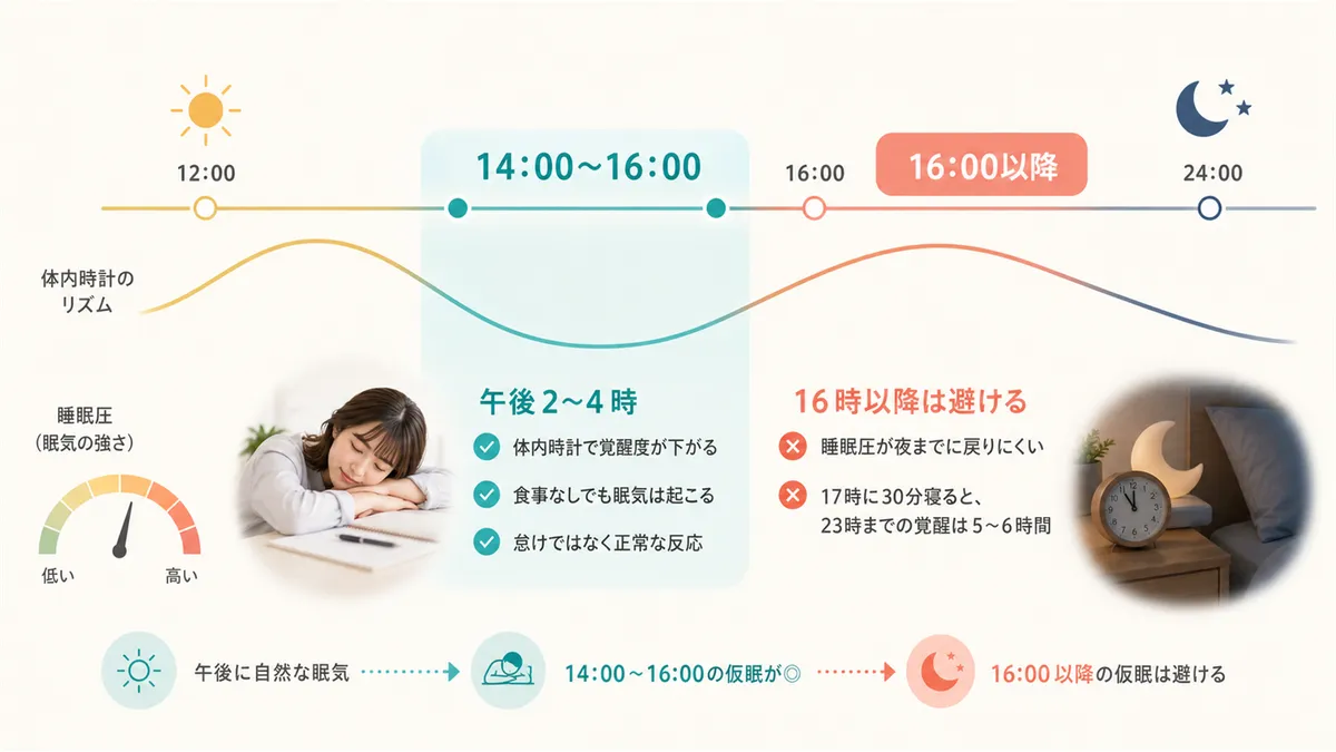 午後の眠気は食事のせいではなく体内時計の仕業であること、午後4時以降の昼寝を避けるべき科学的な理由を解説します。