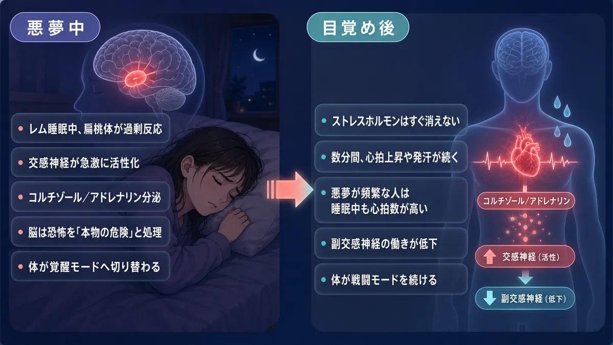 悪夢中に脳と体で起きていることと、目覚めたあとも体が戦闘モードを続ける理由を解説します。