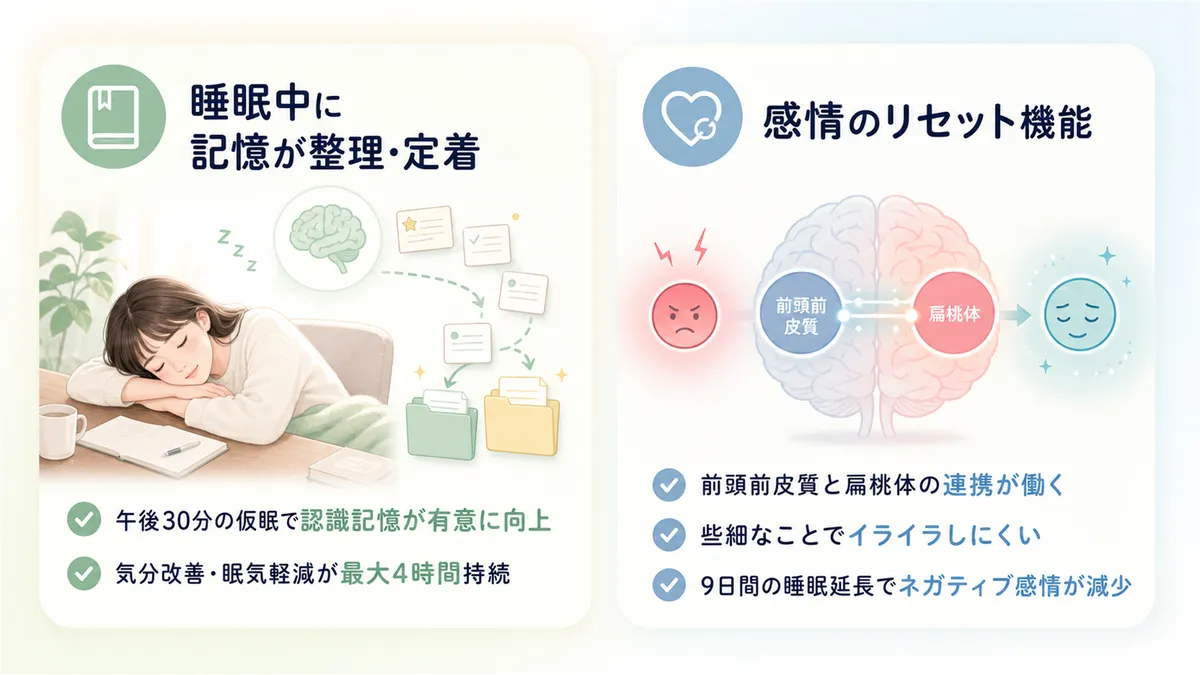 睡眠中に記憶が整理されて定着すること、感情のリセット機能が働くことを紹介します。
