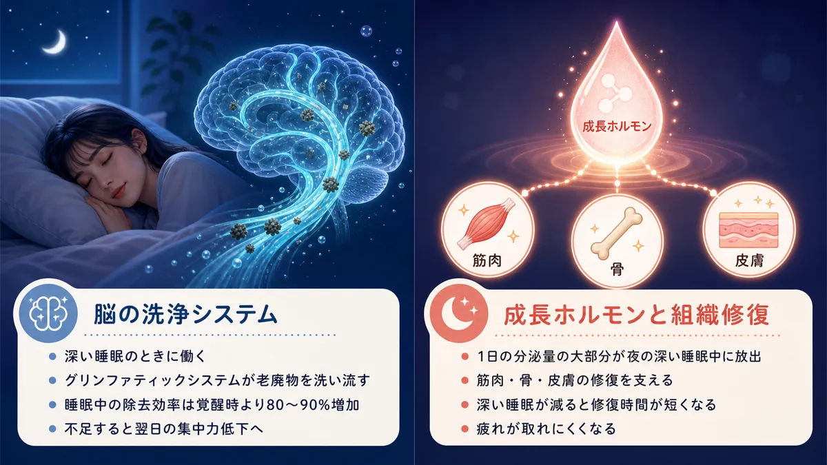 脳の洗浄システムが働くのは深い睡眠のときであること、成長ホルモンと組織の修復の関係を紹介します。
