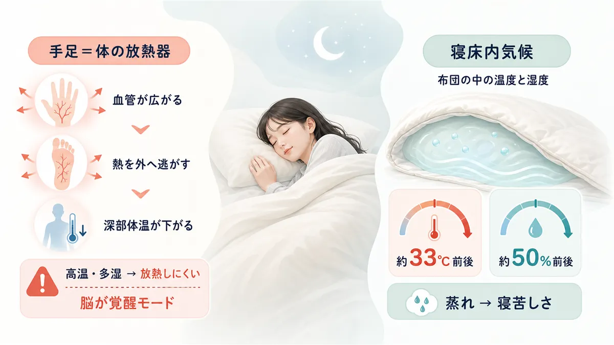 手足が体の放熱器として働くしくみと、寝床内気候（布団の中の温度と湿度のバランス）について解説します。