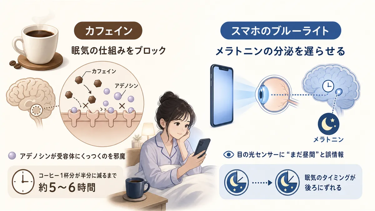 カフェインが眠気の仕組みをブロックすること、ブルーライトがメラトニンの分泌を遅らせることを解説します。