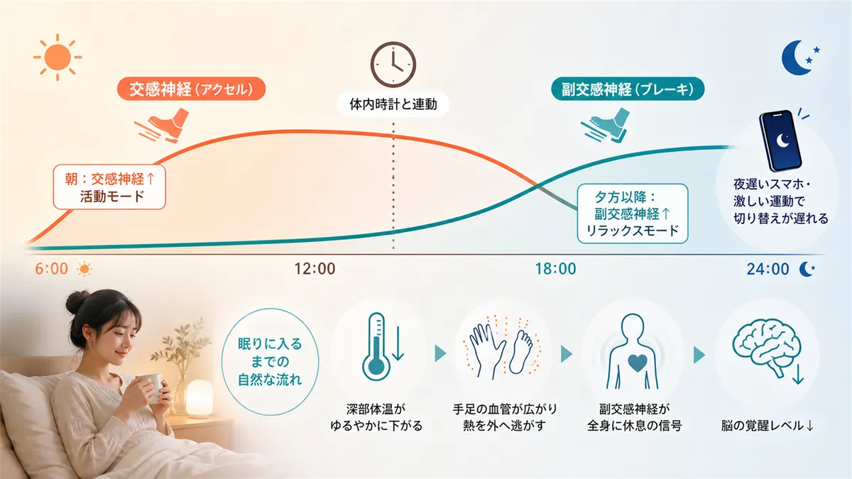 アクセルとブレーキの1日のリズムと、眠りに入るとき体の中で起きていることを解説します。