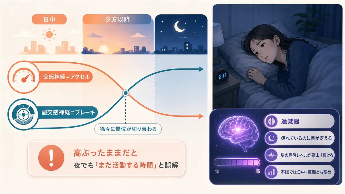 交感神経と副交感神経のスイッチの切り替わり方と、「過覚醒」という状態が眠れなさの正体であることを解説します。