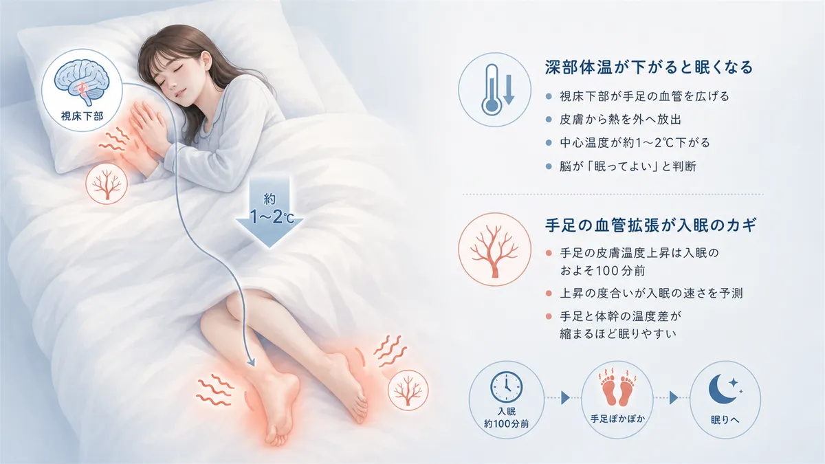 深部体温が下がると眠くなる仕組みと、手足の血管拡張が入眠のカギであることを解説します。