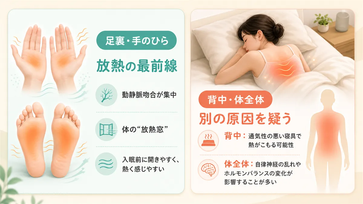 足裏と手のひらは放熱の最前線であること、背中や体全体の火照りは別の原因を疑うべきことを紹介します。