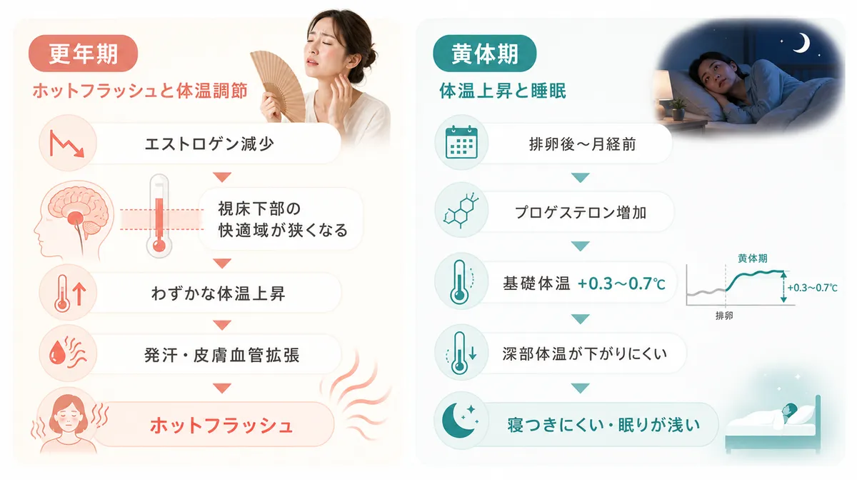 更年期のホットフラッシュと体温調節の関係、月経周期（黄体期）の体温上昇と睡眠への影響を解説します。
