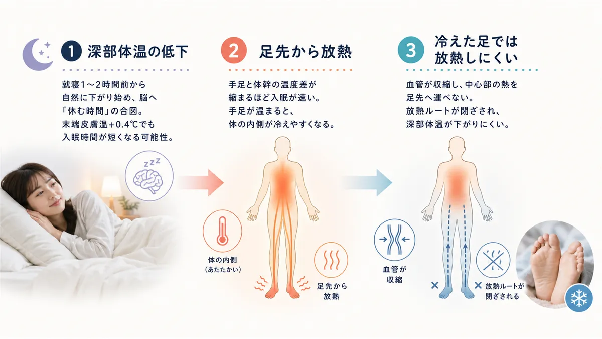 入眠に必要な深部体温の低下の仕組み、足先からの放熱が入眠スイッチになる理由、冷えた足では放熱ができず深部体温が下がらないことを解説します。