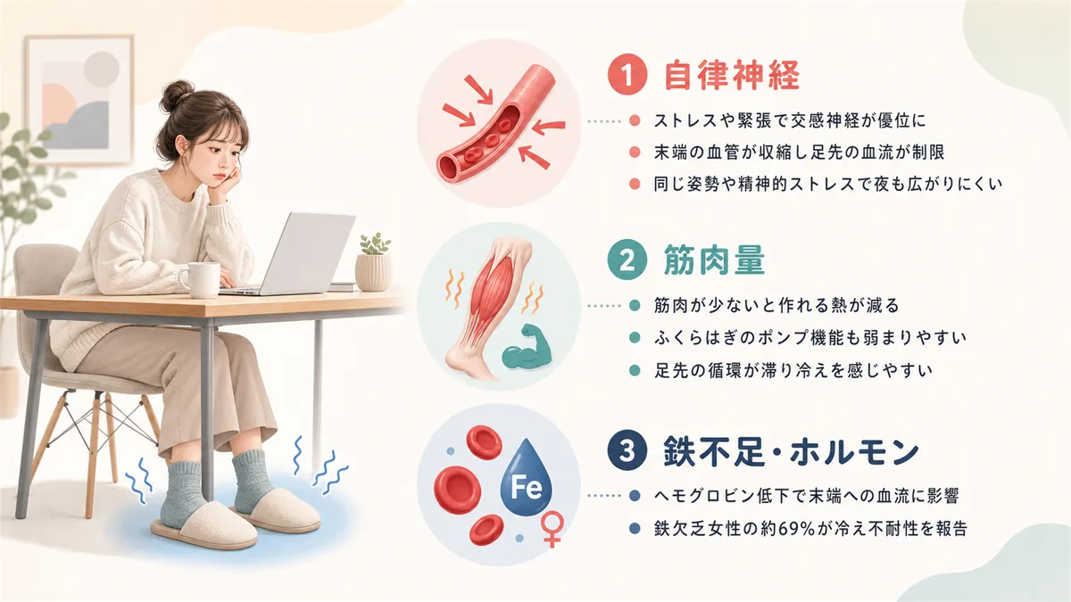 自律神経による血管の締めつけ、筋肉量の少なさと熱産生の関係、鉄不足やホルモンの影響を解説します。