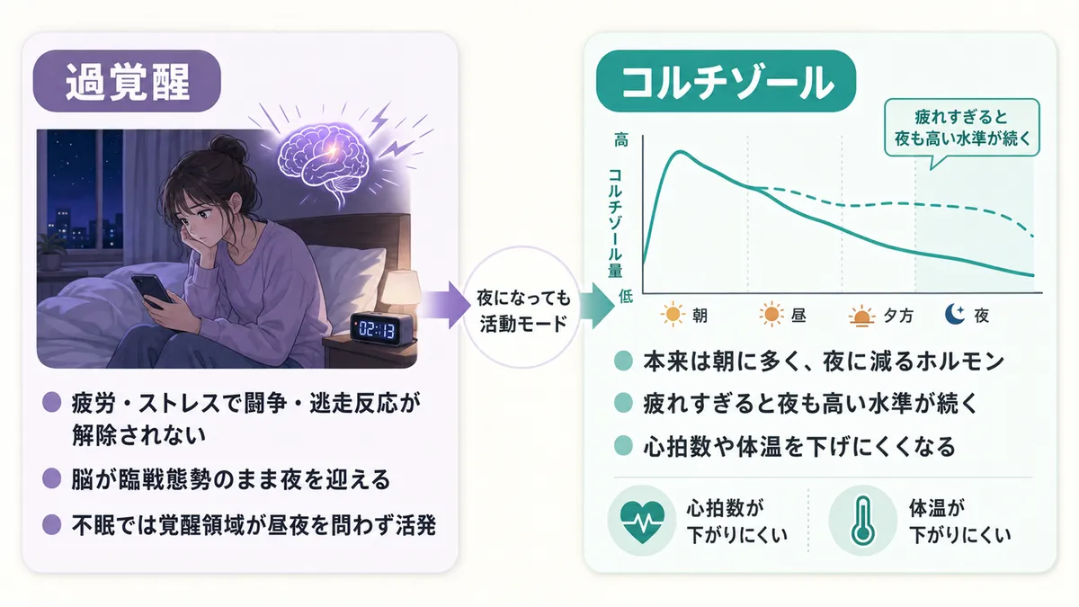 過覚醒とは体のどんな状態か、コルチゾールが眠りを妨げる仕組みを解説します。