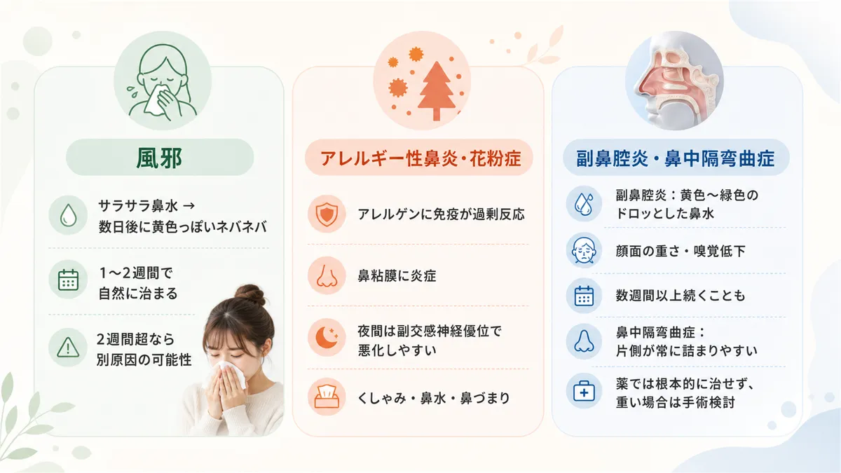 風邪による鼻づまりの特徴と回復期間、アレルギー性鼻炎や花粉症のメカニズム、副鼻腔炎や鼻中隔弯曲症など構造的な原因を解説します。