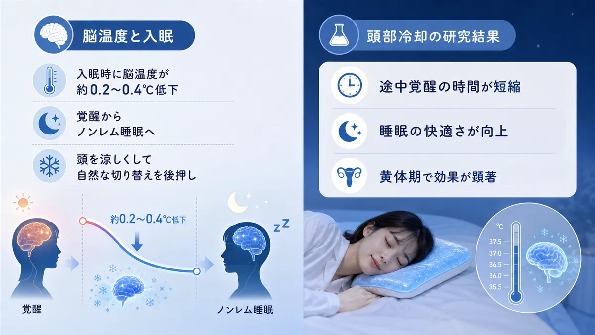 脳温度の低下と入眠には強い関連があること、頭部冷却で睡眠の質が改善した研究結果を紹介します。