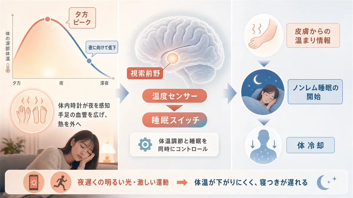 深部体温は夕方をピークに夜に向けて下がること、脳には温度センサーと睡眠スイッチを兼ねた場所があることを解説します。