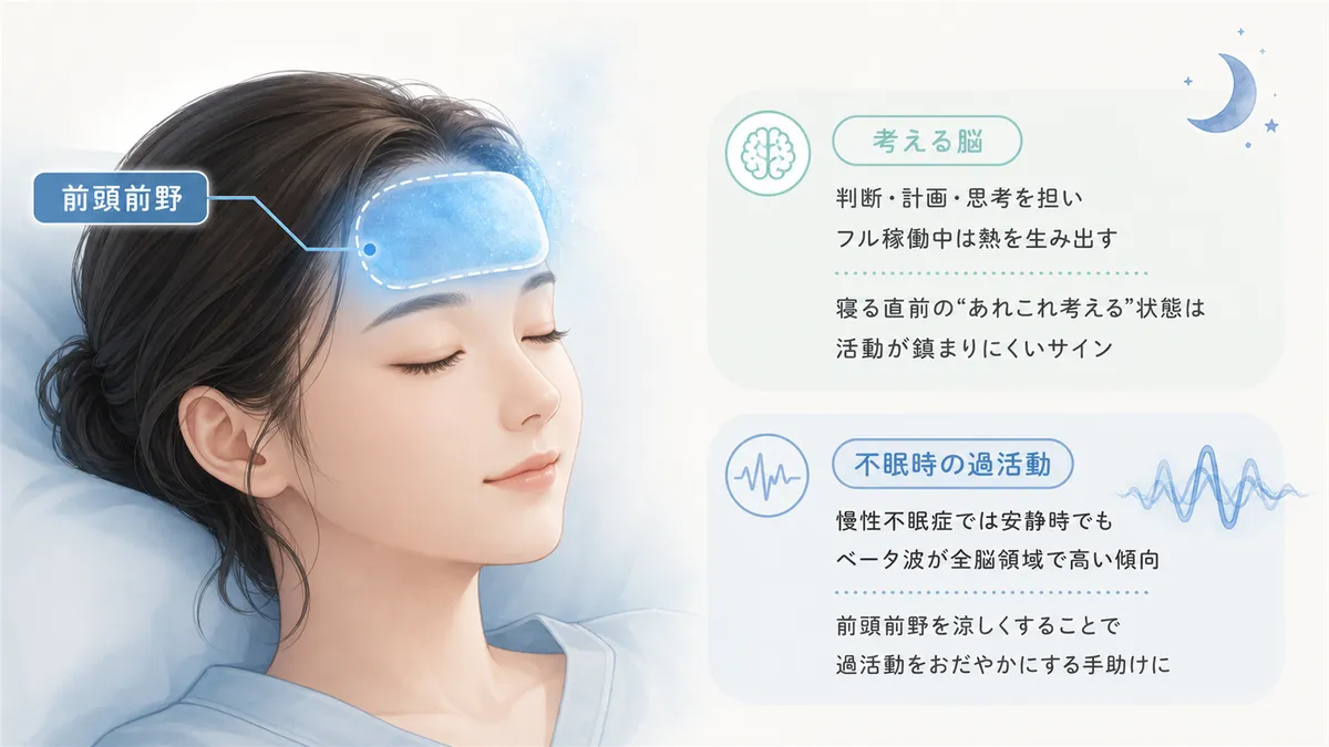 前頭前野は考える脳であり覚醒を維持すること、不眠に悩む人の前頭前野は過活動になりやすいことを解説します。
