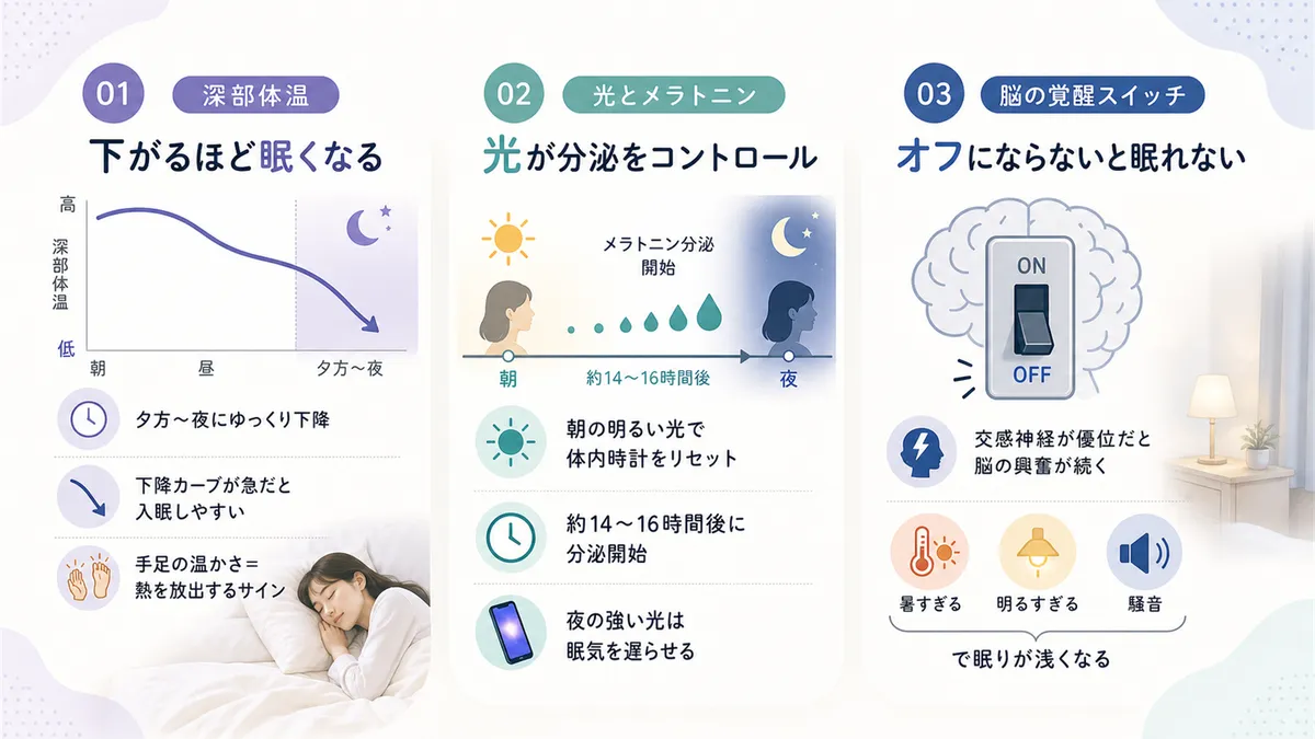 深部体温が下がると眠くなる仕組み、光がメラトニンの分泌をコントロールしていること、脳の覚醒スイッチがオフにならないと眠れないことを解説します。