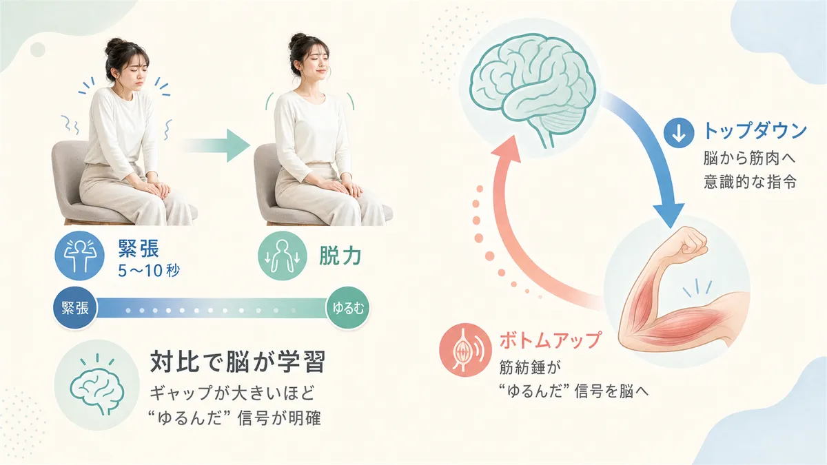 緊張と弛緩の対比で脳が力の抜き方を学習すること、二つの神経経路がリラックスを深める仕組みを解説します。