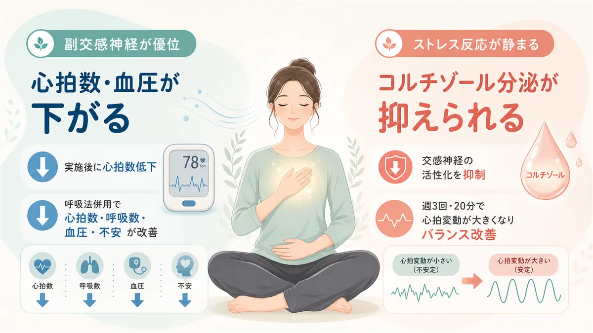 副交感神経が優位になり心拍数や血圧が下がること、ストレスホルモンの分泌が抑えられることを解説します。
