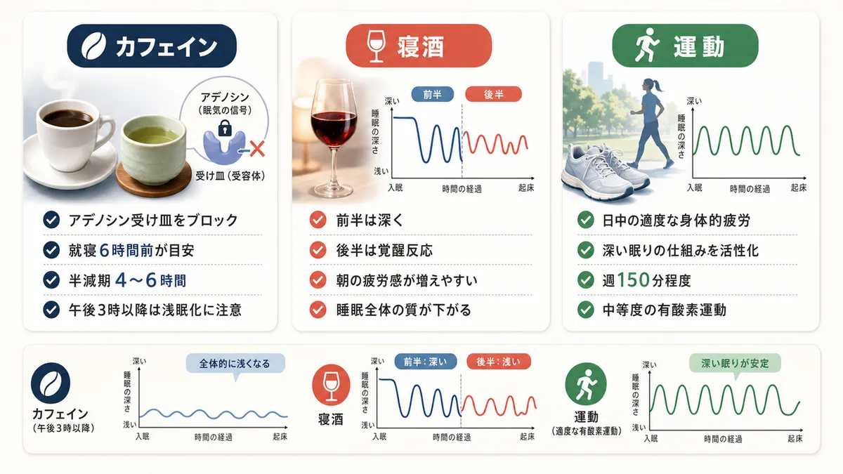 カフェインが深い眠りを削るメカニズム、寝酒が逆効果になる理由、運動が深い眠りを安定させる仕組みを解説します。